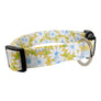 Daisies in Yellow Dog Collar
