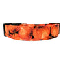 Orange Pumpkins Dog Collar