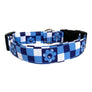 Calypso in Blue Dog Collar