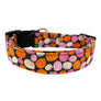 Pumpkin Spice Dog Collar