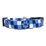 Calypso in Blue Dog Collar