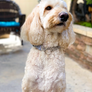 Buckle Chain Martingale Collar - You Pick the Fabric