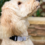 Buckle Chain Martingale Collar - You Pick the Fabric