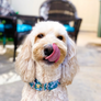 Martingale Collar - You Pick the Fabric