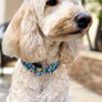 Martingale Collar - You Pick the Fabric