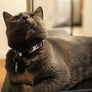 Cat Collar - Your Choice of Fabric and Size - Collars by Design