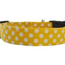 Dots in Yellow Dog Collar