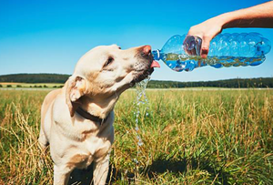 Keeping Your Dog Cool When the Temperatures Soar