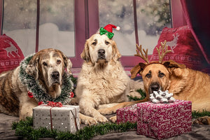 5 Perfect Holiday Gifts for Your Dog