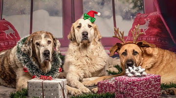 5 Perfect Holiday Gifts for Your Dog