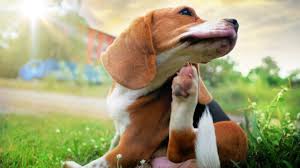 How to Tell if Your Dog Has Allergies