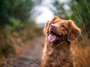 Help! My Dog's Breath Stinks!