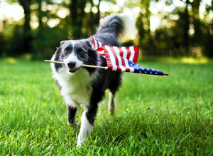 Patriotic Dog Collars