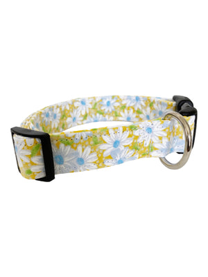 Daisies in Yellow Dog Collar