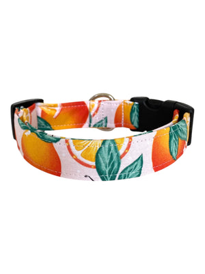 The Clementine Dog Collar