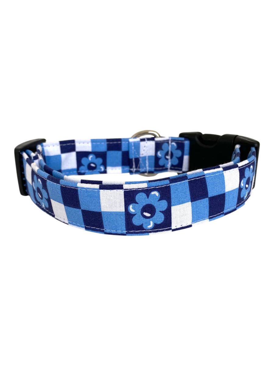 Calypso in Blue Dog Collar