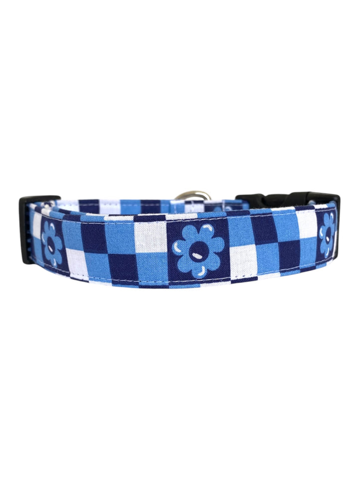 Calypso in Blue Dog Collar