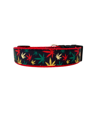 Mary Jane in Red Dog Collar