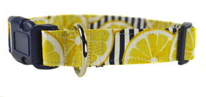 Lemonade Dog Collar - Collars by Design