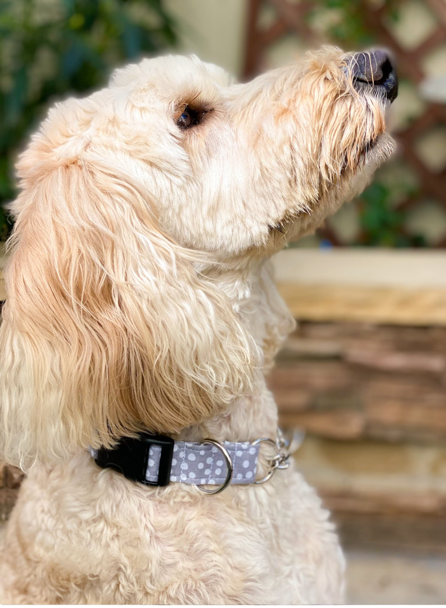 Buckle Chain Martingale Collar - You Pick the Fabric