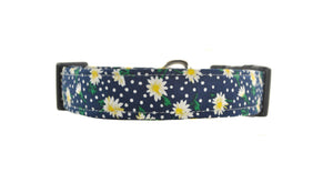 Daisies in Blue Dog Collar